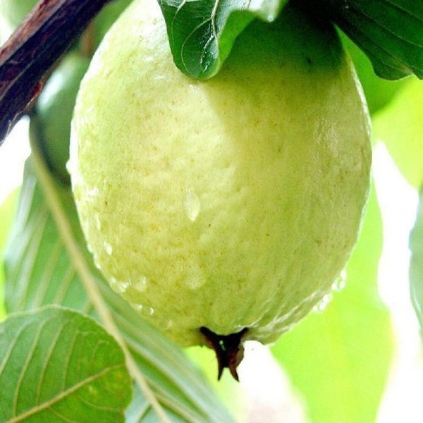 Seeds Guava Plant.Guava Fruit Plant – Sweet & Nutritious Tropical Fruit Tree for Home Garden & Terrace Growing