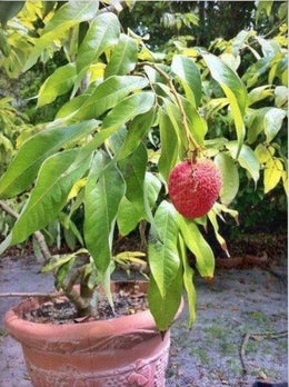 Seeds Hybrid Litchi / Lychee Fruit Live Plant