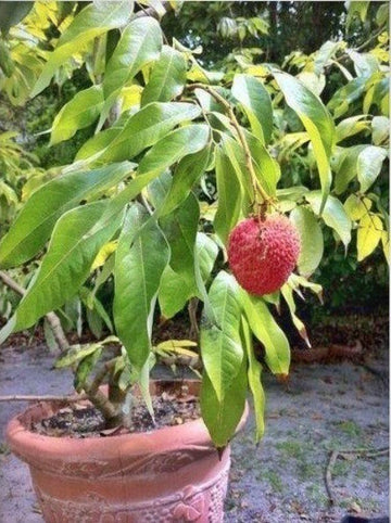 Seeds Hybrid Litchi / Lychee Fruit Live Plant