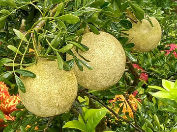 Seeds Thai Wood Apple Live Plant- Popular Among Indian/Bengali Street Food