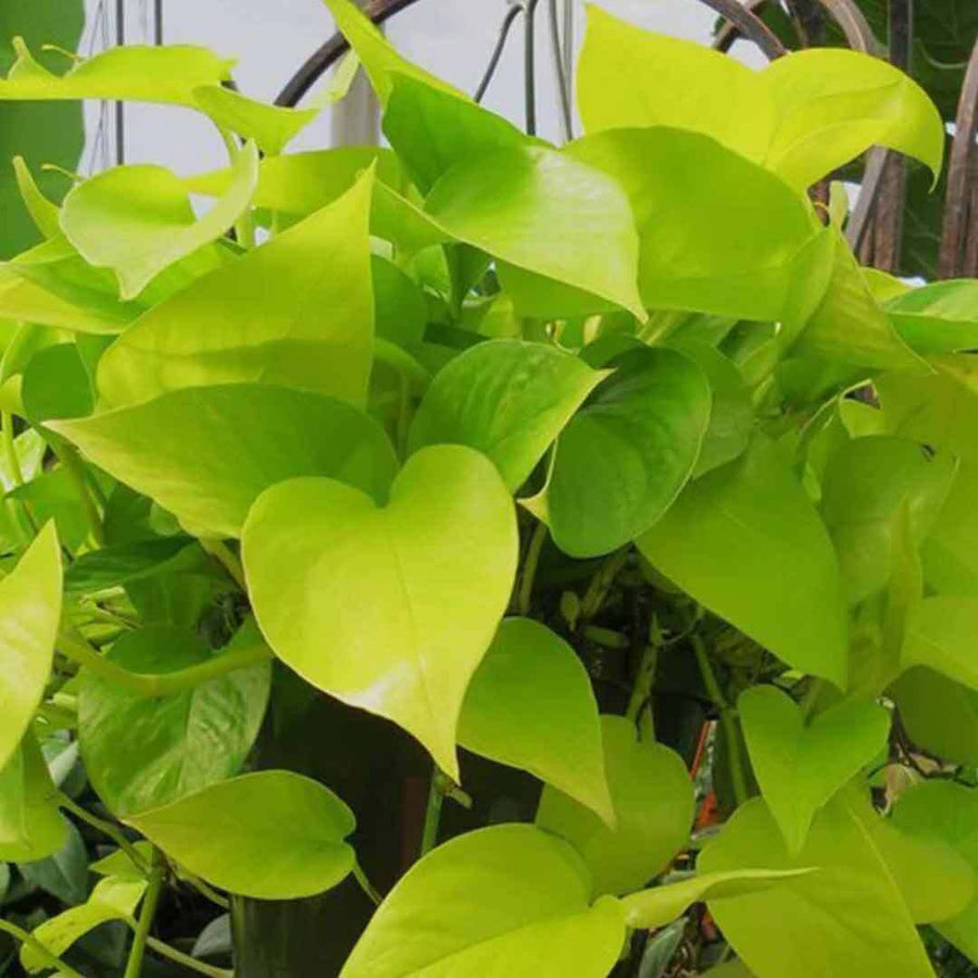 Seeds Good Luck Money Plant with Groot Vase