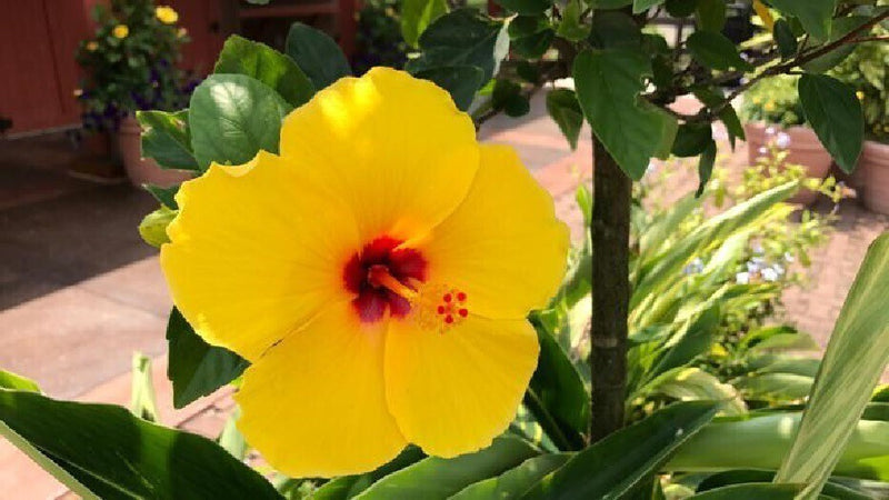 Seeds Hibiscus/ Joba Yellow In Colour Live Plant.Yellow Hibiscus Live Plant (Joba) – Rare Golden Bloom Ornamental Flowering Plant for Home Garden & Terrace