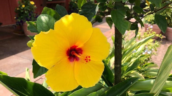 Seeds Hibiscus/ Joba Yellow In Colour Live Plant.Yellow Hibiscus Live Plant (Joba) – Rare Golden Bloom Ornamental Flowering Plant for Home Garden & Terrace