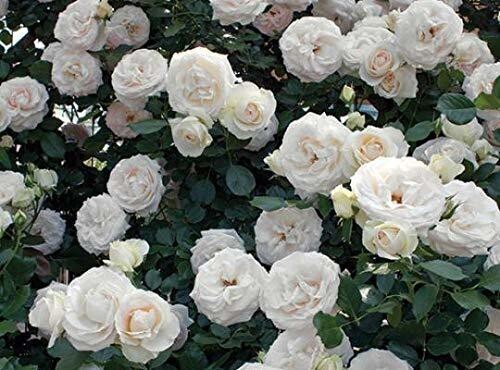 Seeds Rose Flower.Rose Flower Seeds – Beautiful Fragrant Roses for Home Garden, Balcony & Landscape Decoration