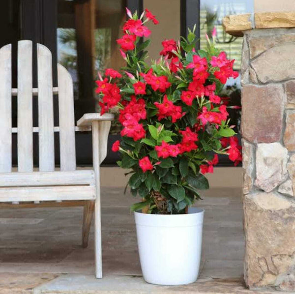 Seeds Red Mandevilla Flower.Red Mandevilla Flower Seeds – Tropical Climbing Vine with Bright Red Blooms for Balcony & Garden Decoration