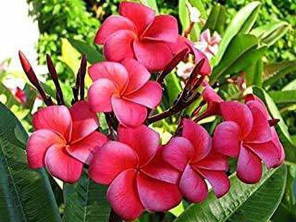 Seeds Champa Flower.Champa Flower Seeds (Michelia Champaca) – Fragrant Golden Champa Tree Seeds for Home Garden & Temple Planting