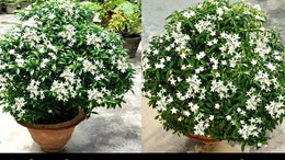 Seeds Chandni Flower Plant.Chandni Flower Plant Seeds – Fragrant White Blooming Tabernaemontana for Home Garden & Balcony