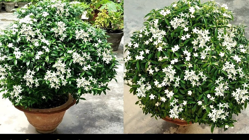Seeds Chandni Flower Plant.Chandni Flower Plant Seeds – Fragrant White Blooming Tabernaemontana for Home Garden & Balcony