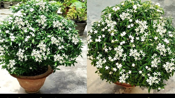 Seeds Chandni Flower Plant.Chandni Flower Plant Seeds – Fragrant White Blooming Tabernaemontana for Home Garden & Balcony