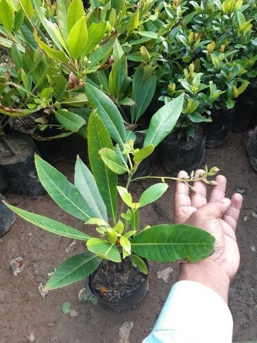 Seeds Rudraksh Live Plant.Rudraksha Live Plant – Sacred Elaeocarpus Ganitrus Tree for Spiritual & Home Garden Growing