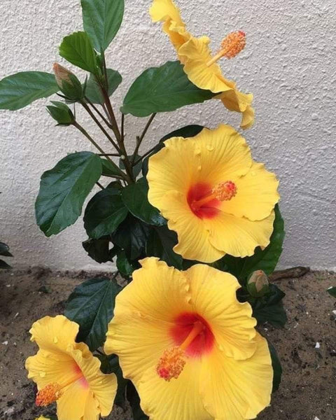 Seeds Hibiscus.Hibiscus Flower Seeds – Vibrant Tropical Blooming Plant for Home Garden & Balcony