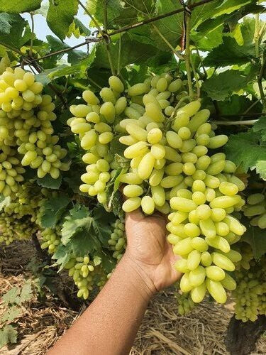 Seeds Live Green Long Grapes Fruit Plant - Healthy Sweet Fruit Plants.Green Long Grapes Live Fruit Plant – Sweet & Healthy Grape Vine for Home Garden & Terrace Farming