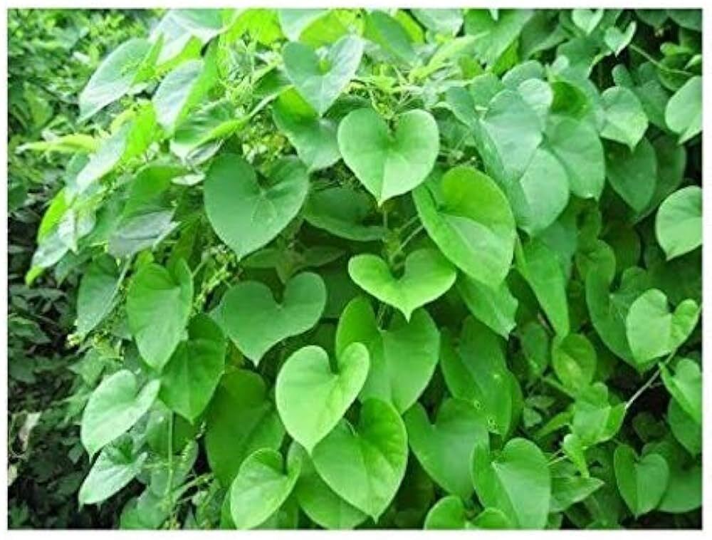 Seeds Beautiful Giloy/Heart-Leaf Live Plant with Pot Pack of 1.Giloy / Heart-Leaf Live Plant with Pot (Pack of 1) – Medicinal Immunity Booster Climber for Home & Terrace Garden