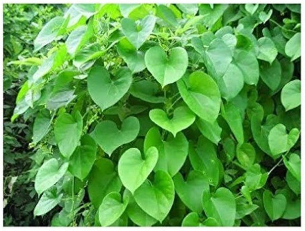 Seeds Beautiful Giloy/Heart-Leaf Live Plant with Pot Pack of 1.Giloy / Heart-Leaf Live Plant with Pot (Pack of 1) – Medicinal Immunity Booster Climber for Home & Terrace Garden