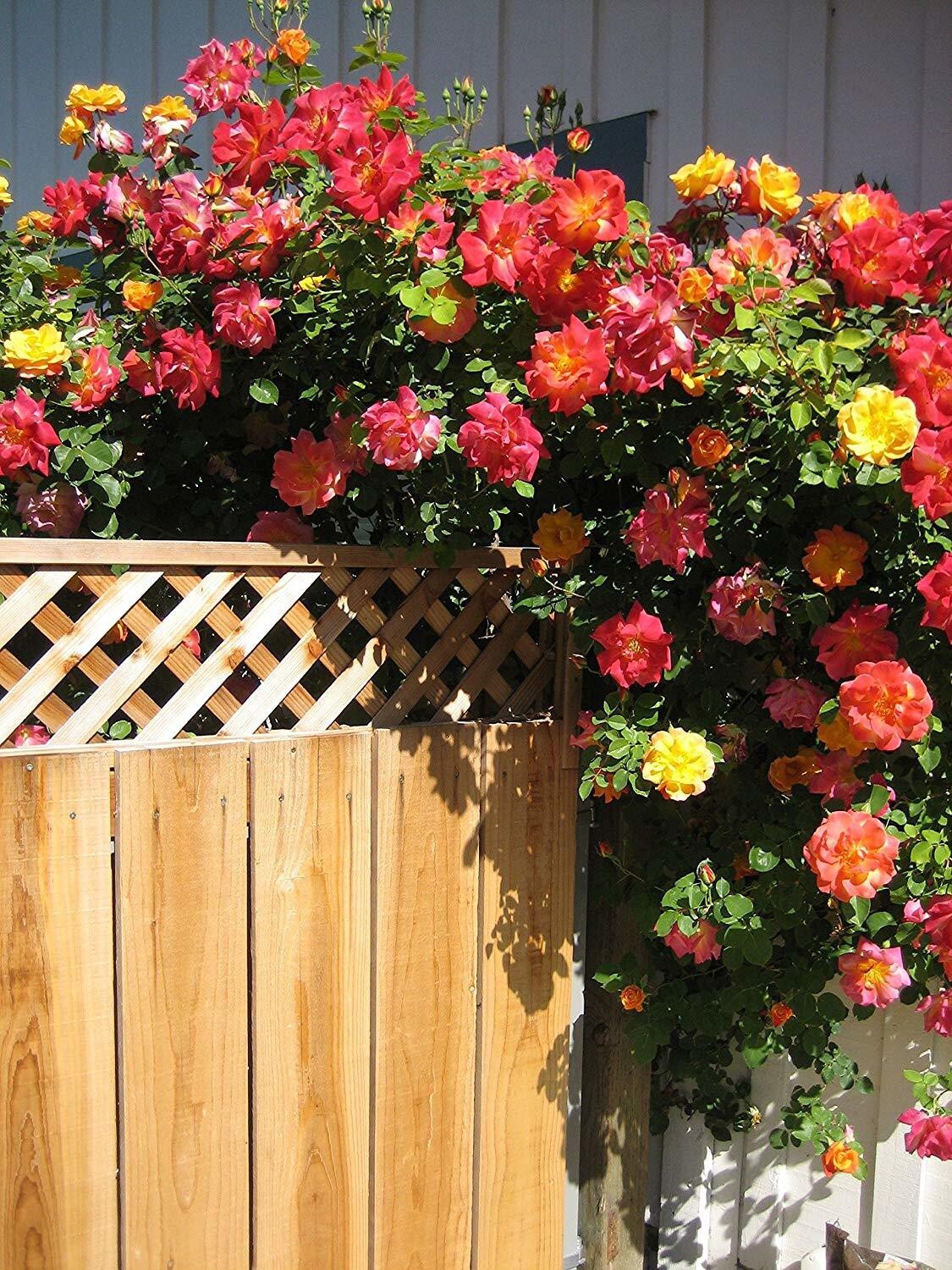 Seeds Rare Joseph'S Coat Climbing Rose Plant Perinnial Multicolor Rose 1 Health Live Plant