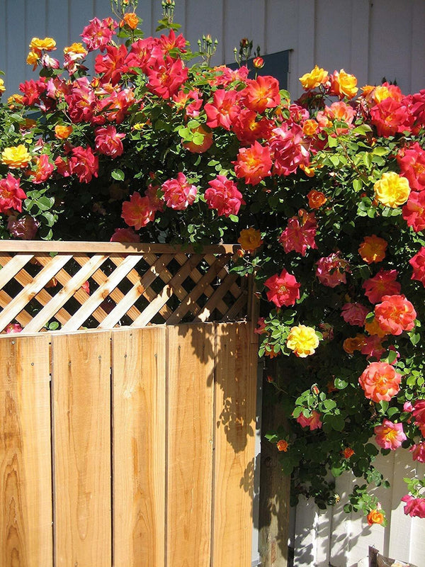 Seeds Rare Joseph'S Coat Climbing Rose Plant Perinnial Multicolor Rose 1 Health Live Plant