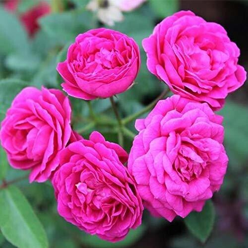 Seeds Miniature Rose, Button Rose (Any Color) - Plant.Miniature Rose Plant (Button Rose – Any Color) – Compact Blooming Ornamental Plant for Home & Balcony Garden