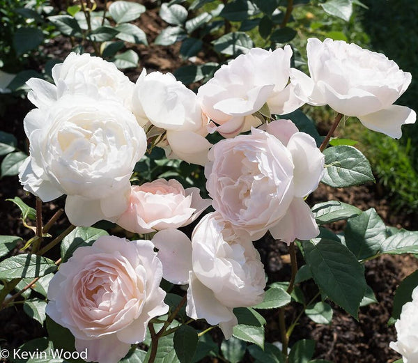 Seeds Rose Plant.Rose Flower Plant Seeds – Beautiful Fragrant Blooming Roses for Home Garden & Balcony