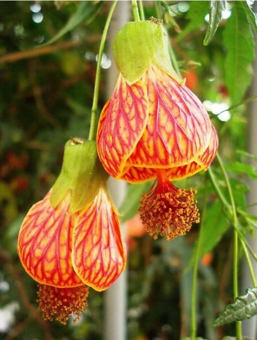 Seeds Live Hybrid Lantern Hibiscus Plant/ Lp Hibi