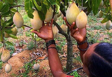 Seeds Mango Flower