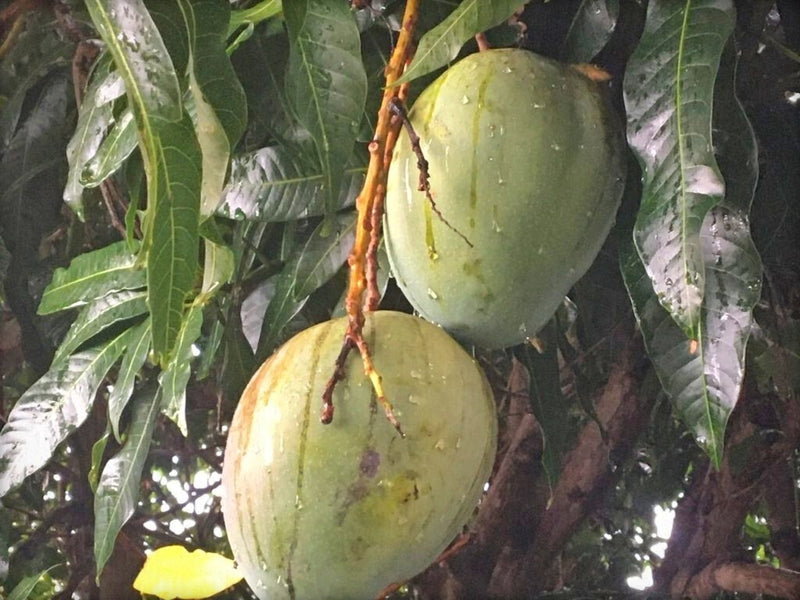 Seeds Bombay Dwarf Variety Mango Live Plant.