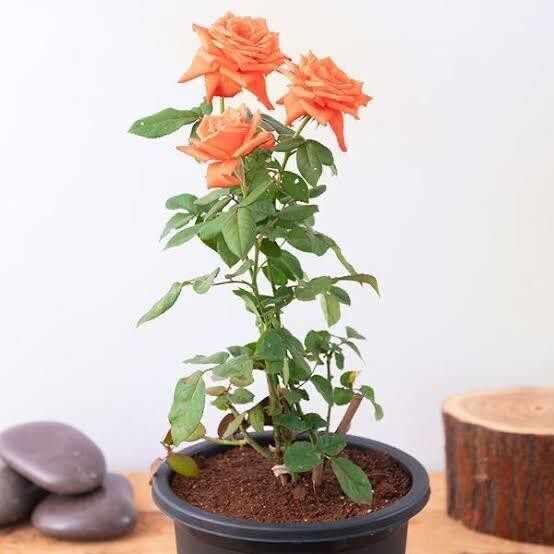 Seeds Rose Flower Plant