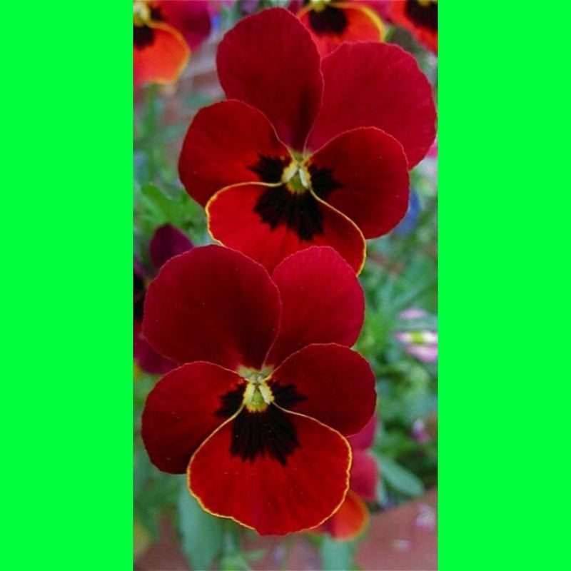 Seeds Orchid Plant