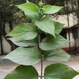 Seeds Harsingaar/ Parijaat