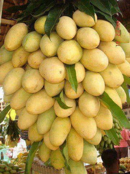 Seeds Chhapra Mango Plant- Grafted