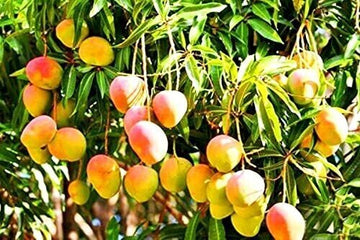 Seeds Mango Plant