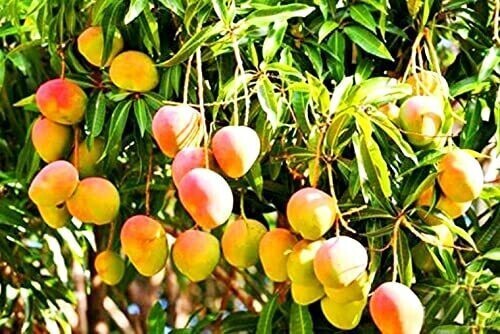 Seeds Mango Plant