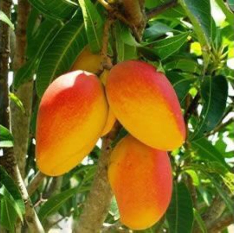 Seeds Mango Japanese Variety