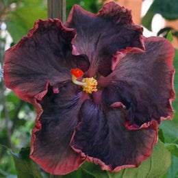 Seeds Black Joba/Hibiscus