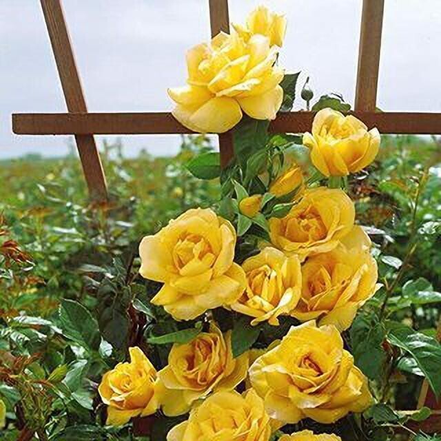 Seeds Rose Flower