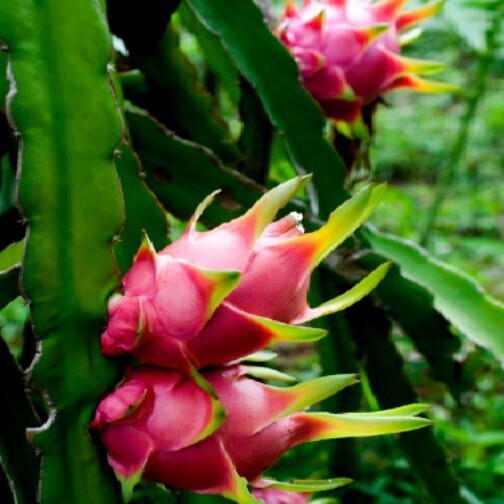 Seeds Live Dwarf Dragon Fruit Plant