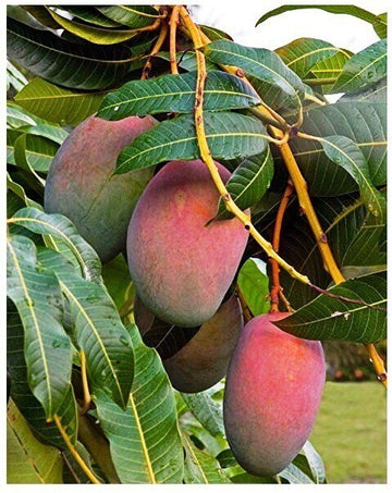 Seeds Sunderi Mango/Aam Fruit Plants