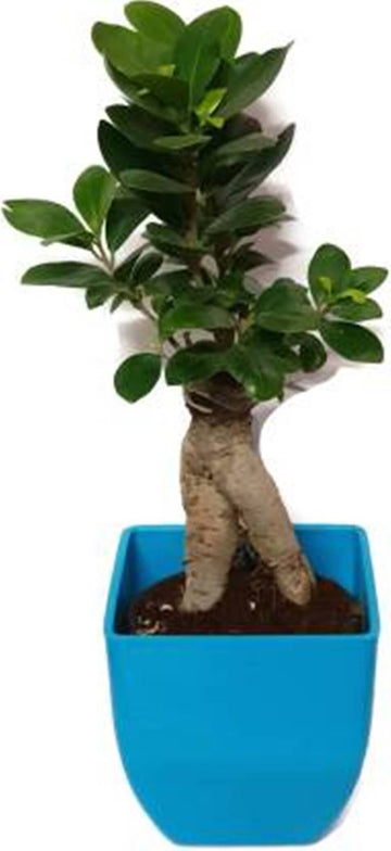 Seeds 3 Years Old Indoor Grafted Ficus Bonsai Plant [Live Plant] Plant (Yes Pack of 1 Bonsai)