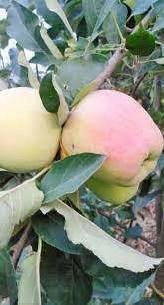 Seeds Apple Plant