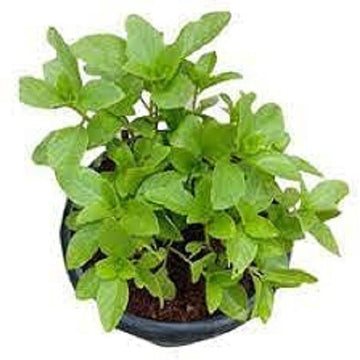 Seeds Plant Kapoor Tulsi Plant Blue Basil Ocimum Kilimandscharicum (Green) - Plant Holy Basil Kapoor Tulsi Plants