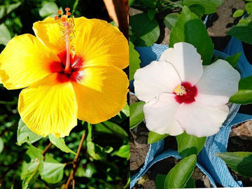 Seeds Hibiscus Flower Plant