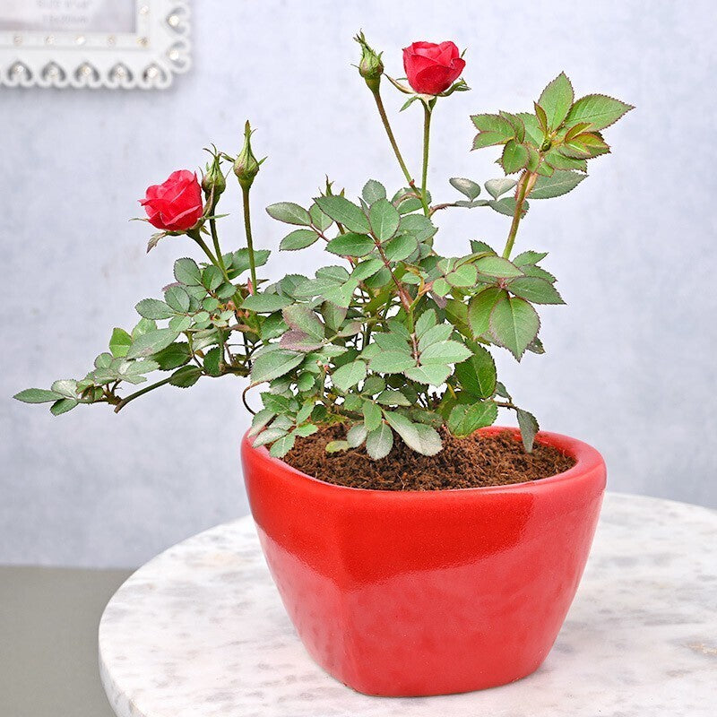 Seeds Blooming Red Rose Live Indoor Plant Gift'S for Valentine'S Day