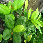 Seeds Grandiflora Clove Plant