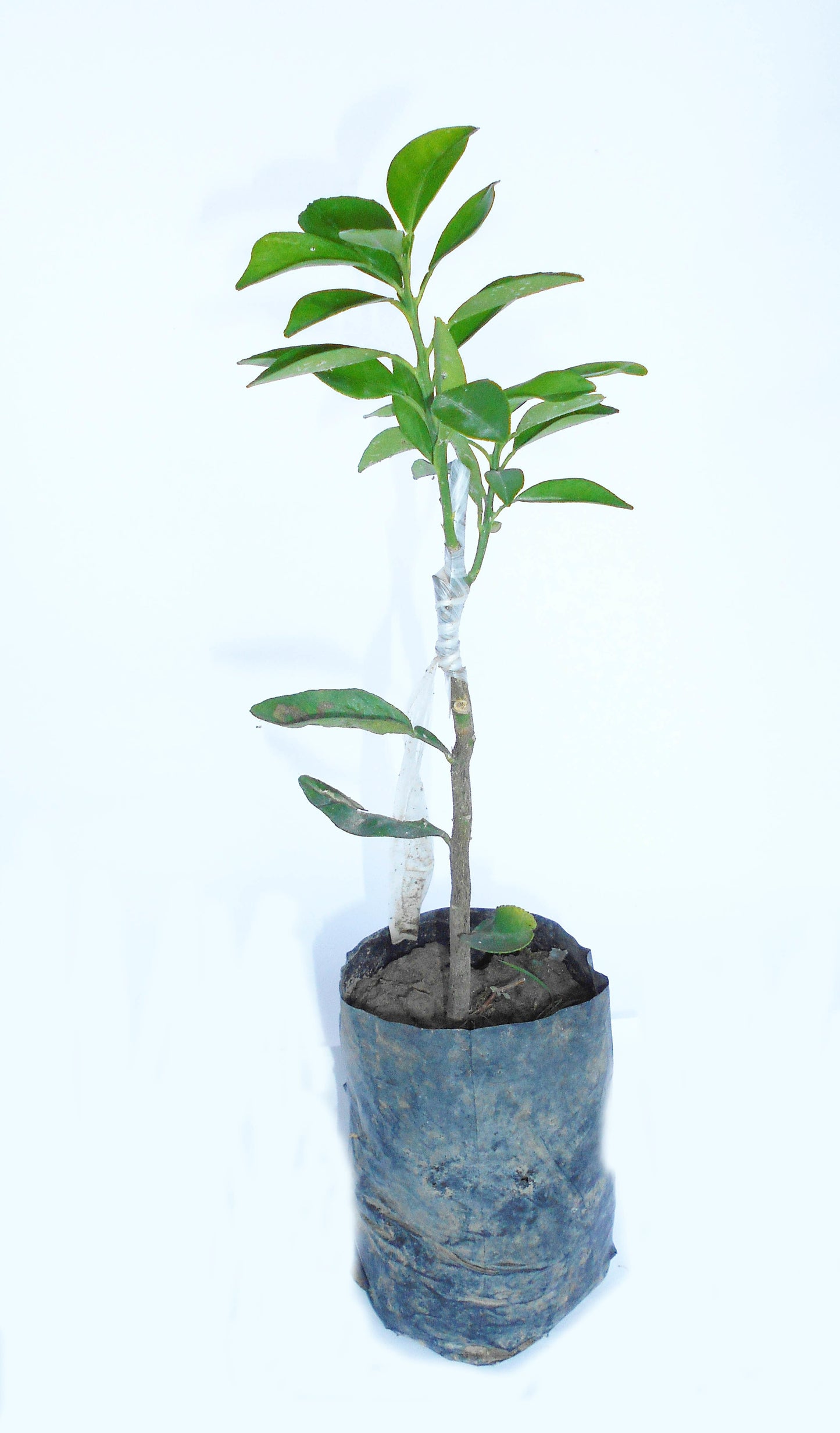Seeds Nagpur Orange.Nagpur Orange Plant – Sweet & Juicy Citrus Fruit Tree for Home Garden & Terrace Growing