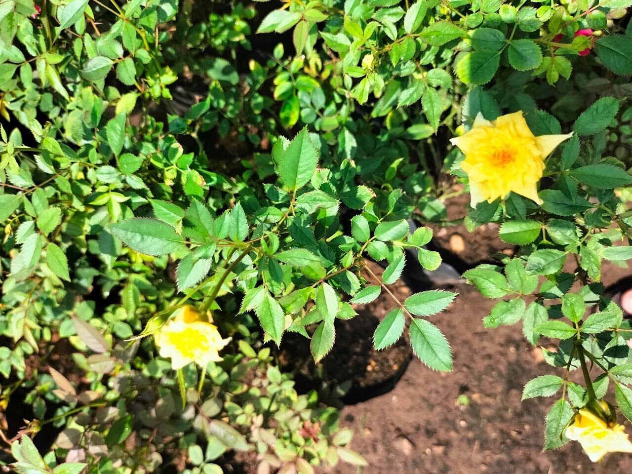 Seeds Miniature Rose, Button Rose (Any Color) - Plant.Miniature Rose Plant (Button Rose – Any Color) – Compact Blooming Ornamental Plant for Home & Balcony Garden