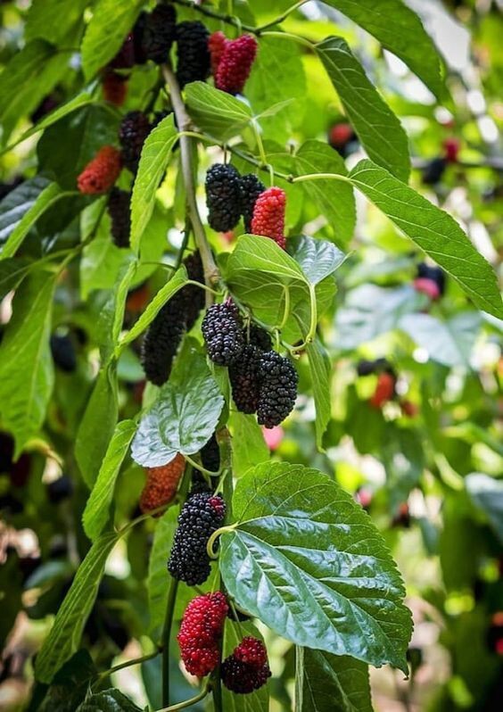 Seeds Hybrid Mulberry Plant.Hybrid Mulberry Plant – High Yield Sweet Berry Fruit Plant for Home Garden & Terrace Growing