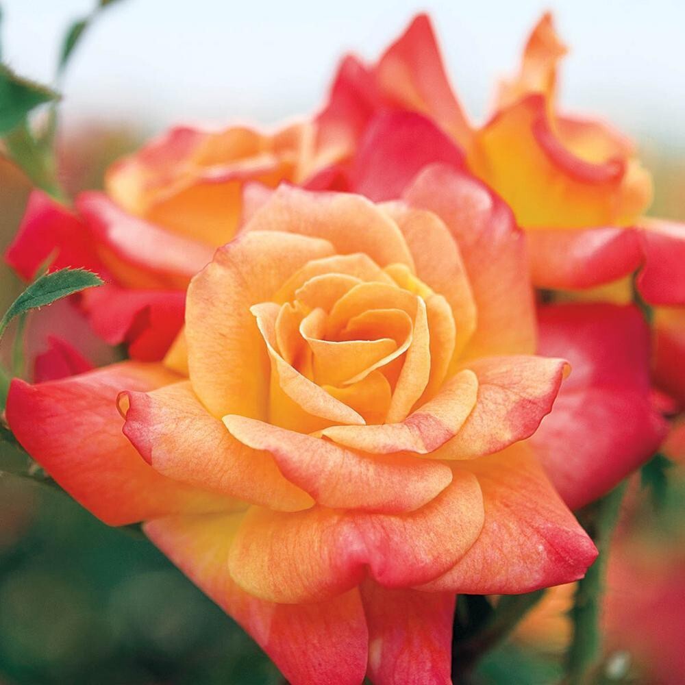Seeds Rare Joseph'S Coat Climbing Rose Plant Perinnial Multicolor Rose 1 Health Live Plant