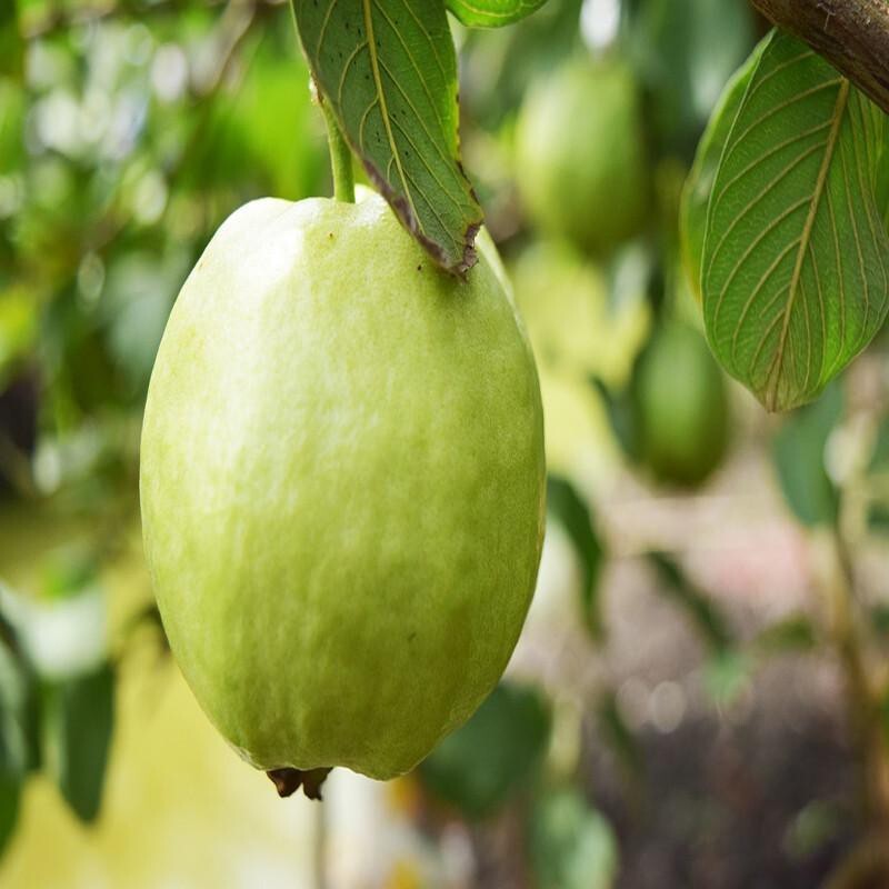 Seeds Guava Plant.Guava Fruit Plant – Sweet & Nutritious Tropical Fruit Tree for Home Garden & Terrace Growing