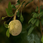 Seeds Thai Wood Apple Live Plant- Popular Among Indian/Bengali Street Food