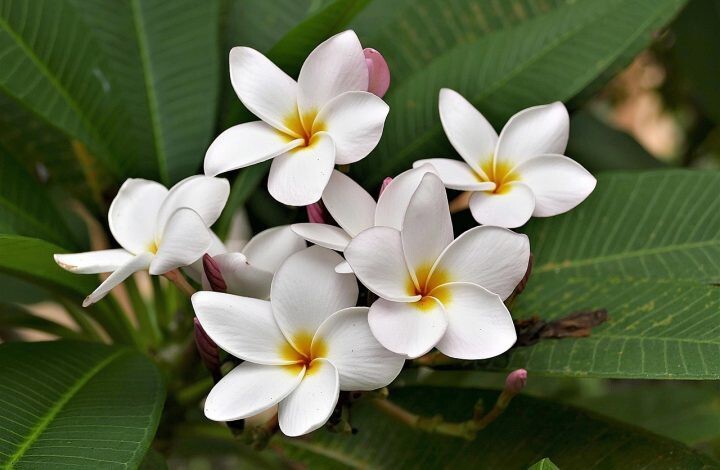 Seeds Chapa Phool/ Plumeria (White).White Plumeria (Champa Phool) Plant – Fragrant Temple Flower for Home Garden & Outdoor Decor