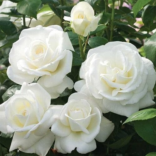 Seeds White Rose.White Rose Plant – Elegant Fragrant Blooming Rose for Home Garden & Balcony Decoration